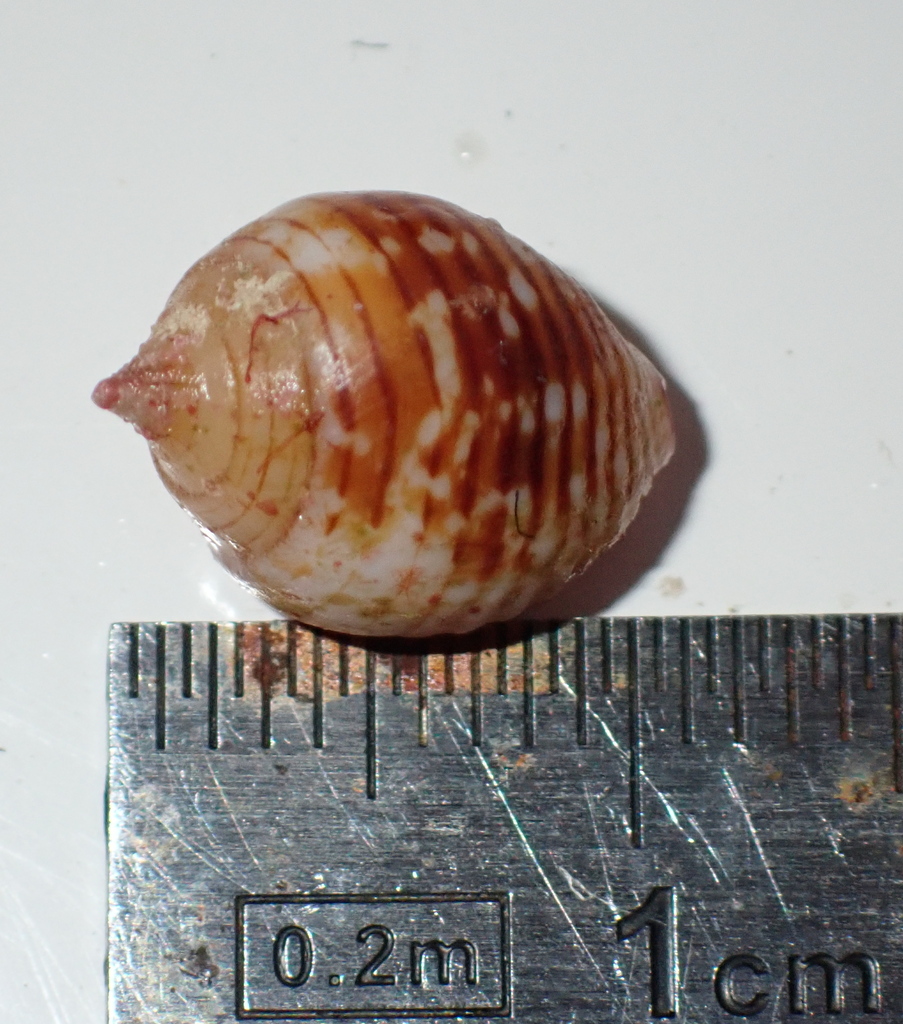 turtle dove shell