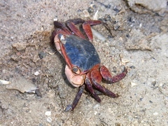 Metopograpsus latifrons