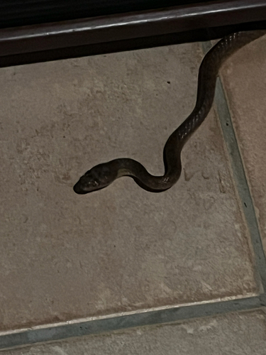 Brown Tree Snake sighting