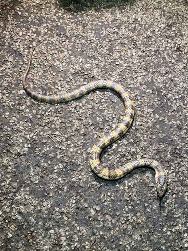 Eastern Tiger Snake sighting