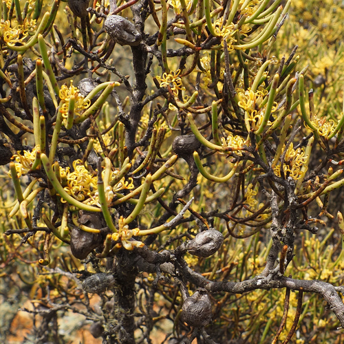 beaked hakea (Hakea epiglottis)