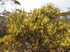 Hakea epiglottis, photograph author not stated, no rights reserved
