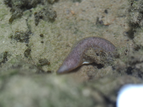 Tidepool snake moray (Uropterygius micropterus) — Muraenidae — 4