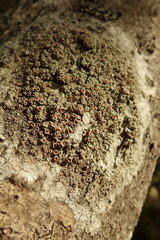 Brigantiaea chrysosticta