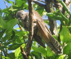 Cacomantis variolosus