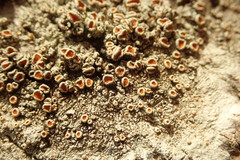 Brigantiaea chrysosticta