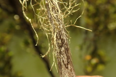 Ramalina pacifica