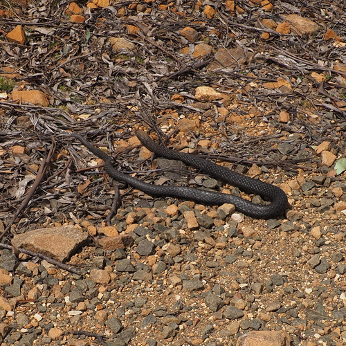 Eastern Tiger Snake sighting