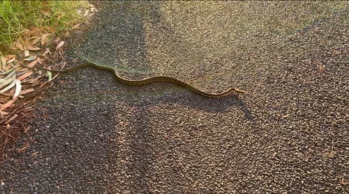 Diamond Python sighting