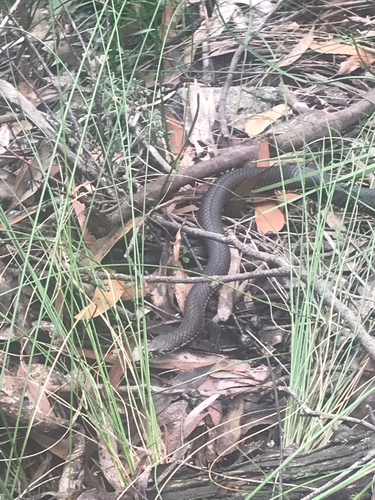 Highlands Copperhead sighting