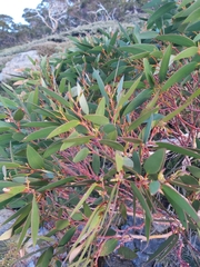 Eucalyptus pauciflora niphophila