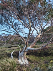 Eucalyptus pauciflora niphophila