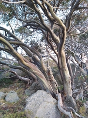 Eucalyptus pauciflora niphophila