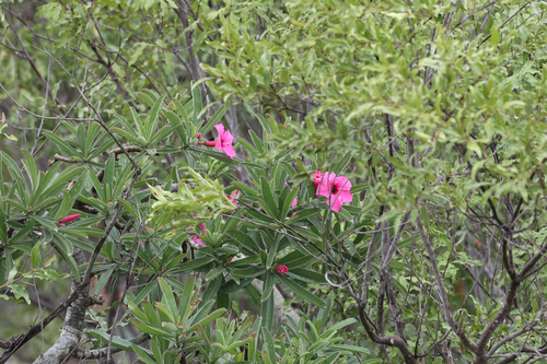 summer impala lily (Adenium swazicum)