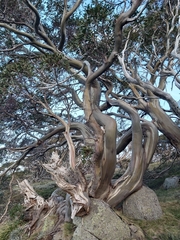 Eucalyptus pauciflora niphophila
