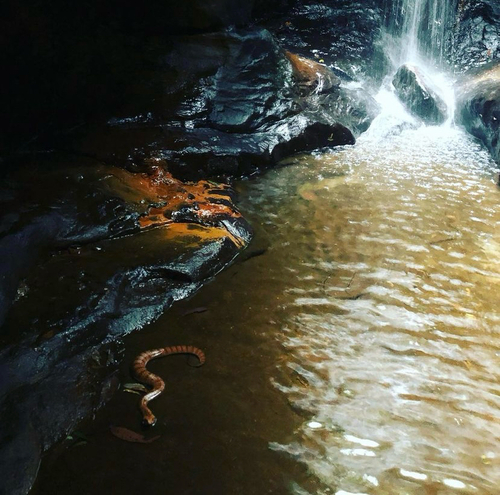 Southern Death Adder sighting