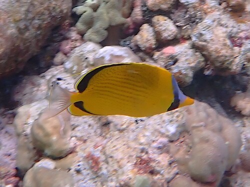Chaetodon semeion