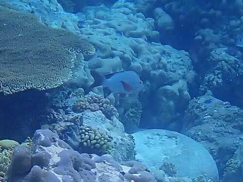Lutjanus gibbus