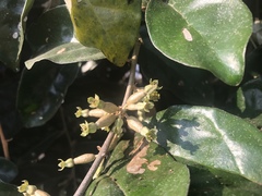 Elaeagnus conferta