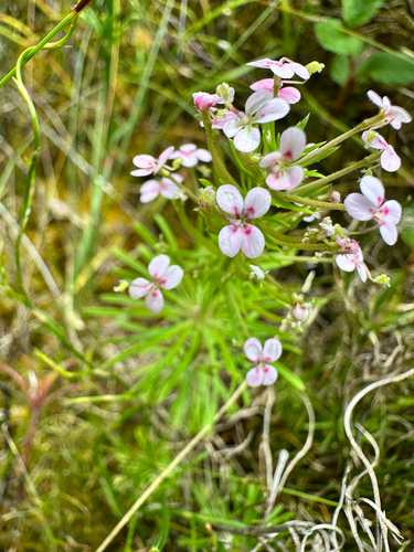 Stylidium adnatum, photograph 2