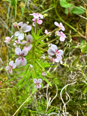 Stylidium adnatum, photograph (c) Peter Neish, some rights reserved (CC BY)
