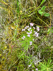 Stylidium adnatum, photograph (c) Peter Neish, some rights reserved (CC BY)