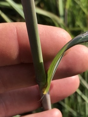 Diheteropogon amplectens
