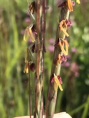 Diheteropogon amplectens