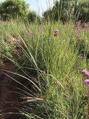 Diheteropogon amplectens