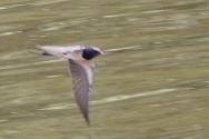 Hirundo