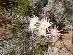Lampranthus schlechteri
