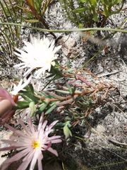 Lampranthus schlechteri