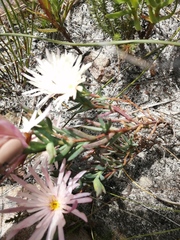 Lampranthus schlechteri