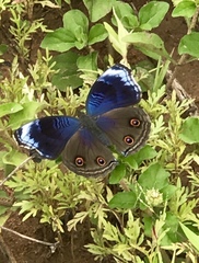 Junonia touhilimasa