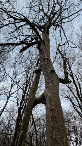 Persian ironwood