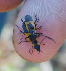 Chauliognathus deceptus