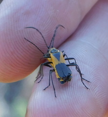 Chauliognathus deceptus