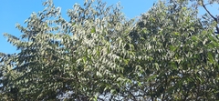 Celtis tetrandra