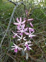 Dipodium ensifolium