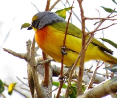 Telophorus sulfureopectus