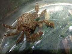 Hapalogaster mertensii