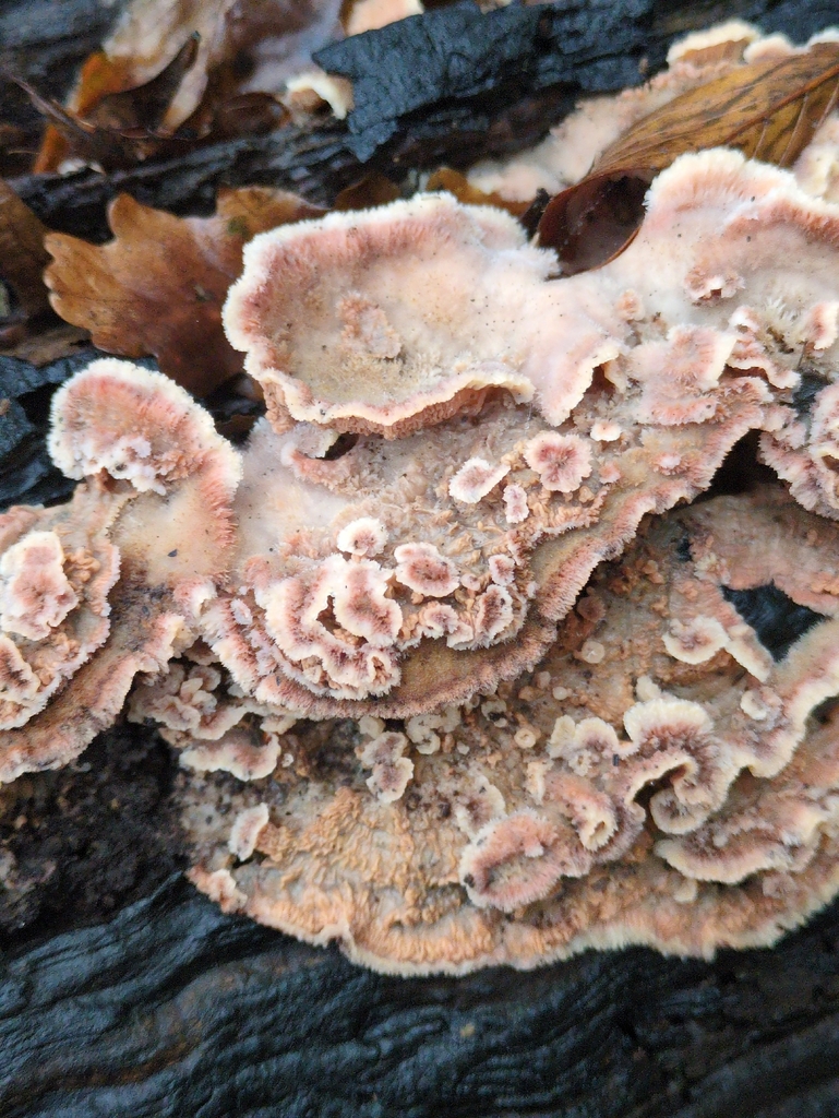 Merulius tremellosus · November 2025 · photo: © vincent_b (iNaturalist, cc-by)