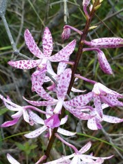 Dipodium ensifolium