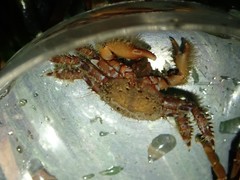 Hapalogaster mertensii