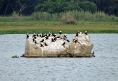 Phalacrocorax carbo lucidus