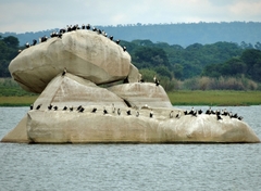Phalacrocorax carbo lucidus