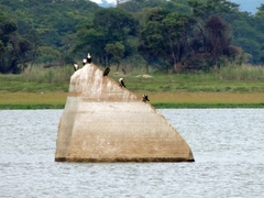 Phalacrocorax carbo lucidus
