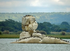 Phalacrocorax carbo lucidus