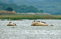 Phalacrocorax carbo lucidus