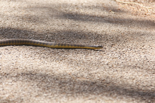 Western Tiger Snake sighting